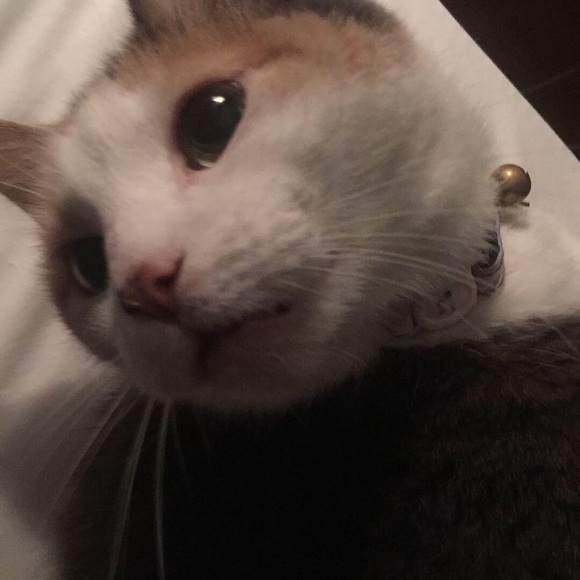 Meet your Posher, Laura - Picture 1 of 1